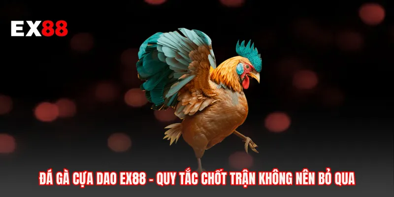 Đá Gà Cựa Dao EX88 - Quy Tắc Chốt Trận Không Nên Bỏ Qua